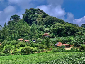 Finca Neblina del Bosque
